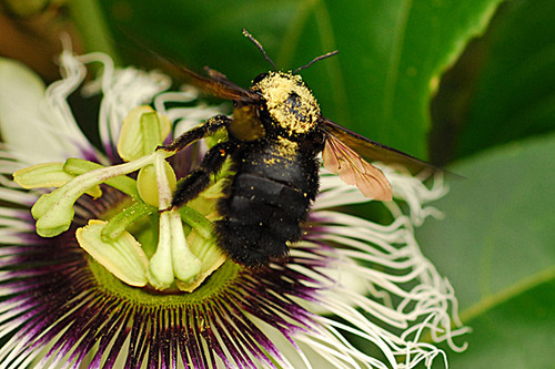 Uma abelha mamangava